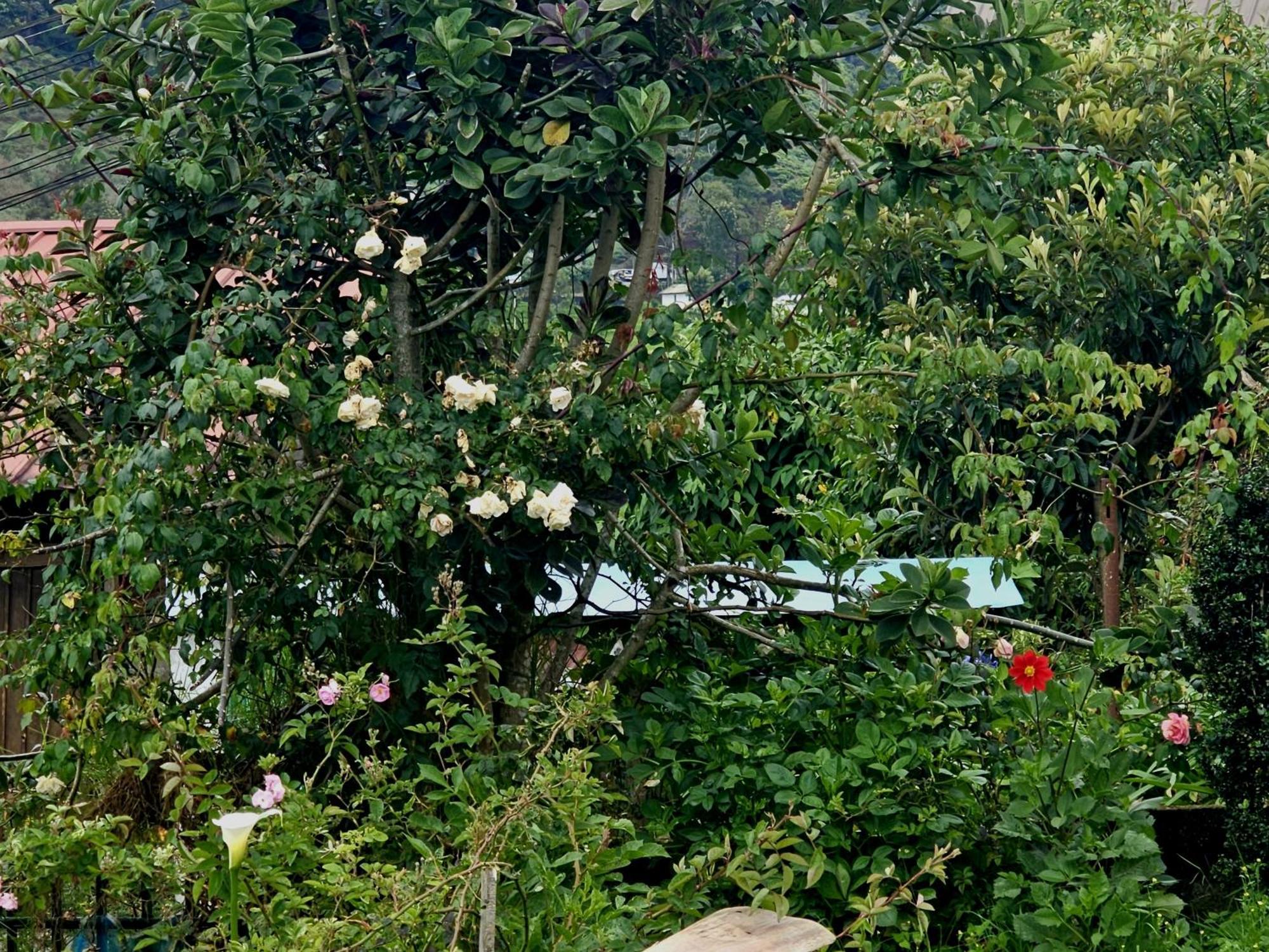 Haven Backpackers Hostel Nuwara Eliya Kültér fotó
